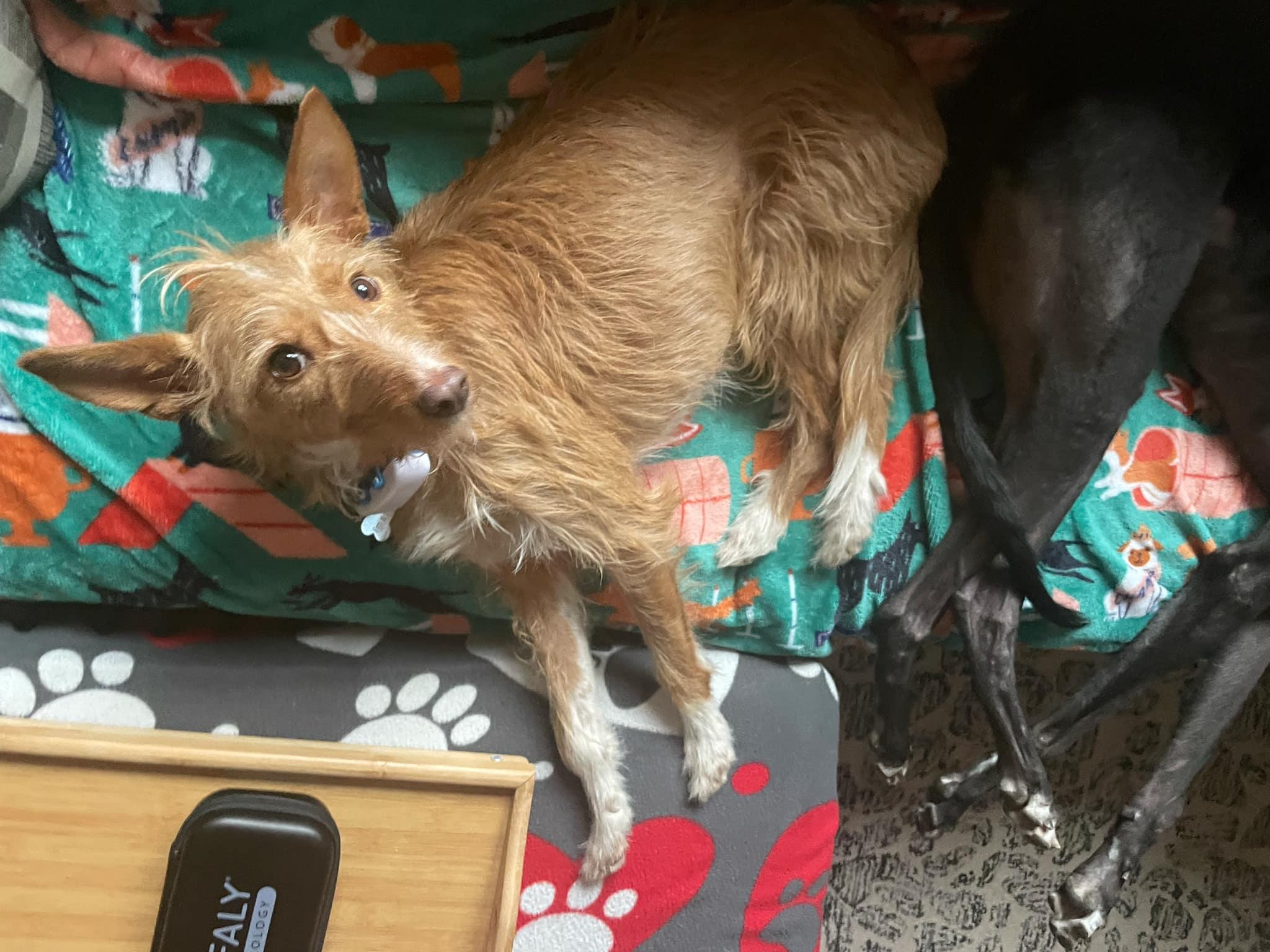 Margarida, a Adopted Portuguese Podengo in Deephaven, MN image 6/6