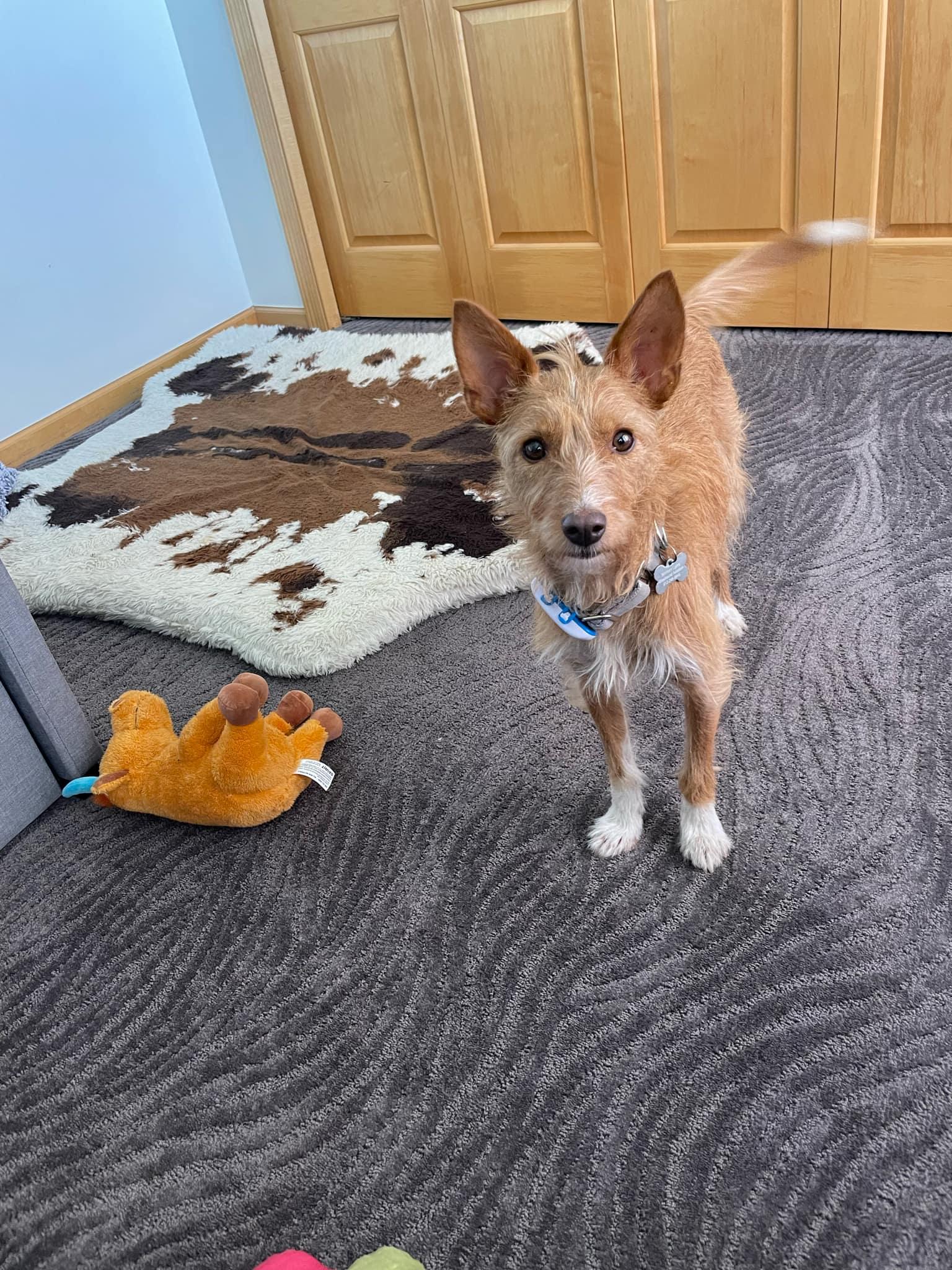 Margarida, a Adopted Portuguese Podengo in Deephaven, MN image 4/6