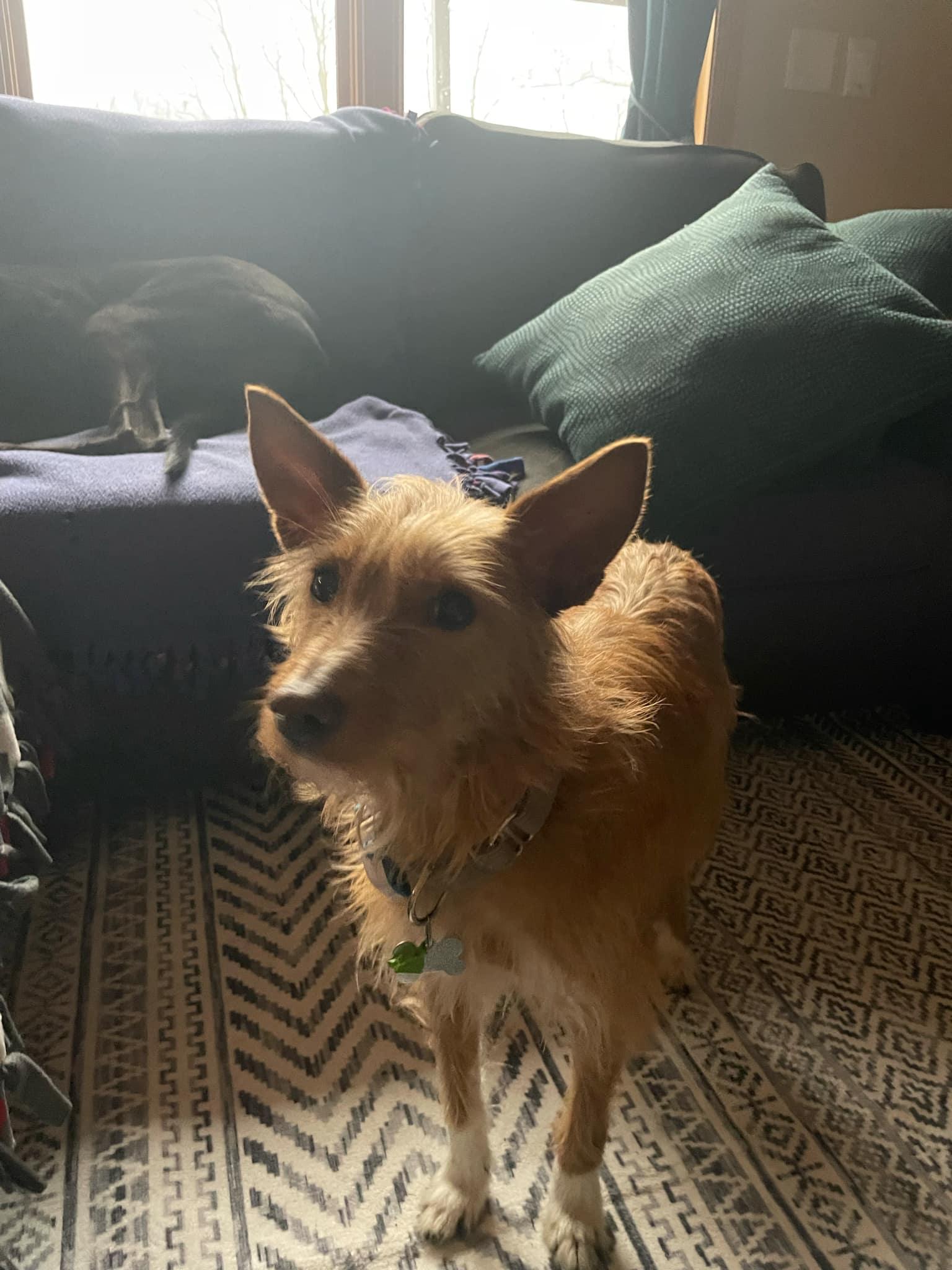 Margarida, a Adopted Portuguese Podengo in Deephaven, MN image 2/6