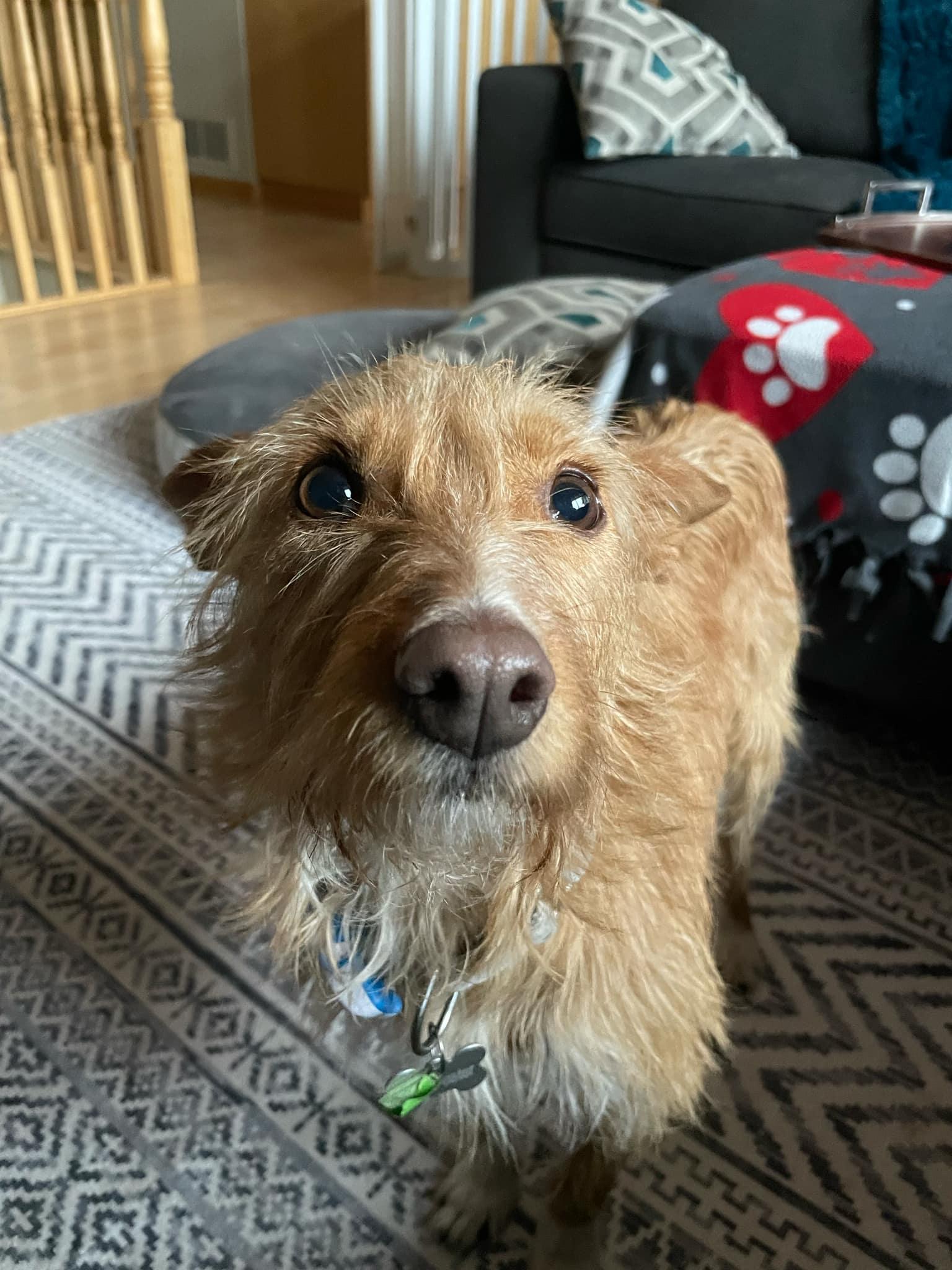 Margarida, a Adopted Portuguese Podengo in Deephaven, MN image 3/6