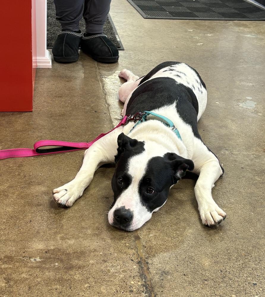 Enlarge Fierce, a Adoptable mixed breed in Irwin, PA image 3/6