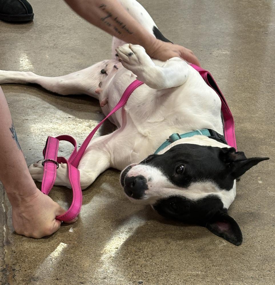 Enlarge Fierce, a Adoptable mixed breed in Irwin, PA image 2/6