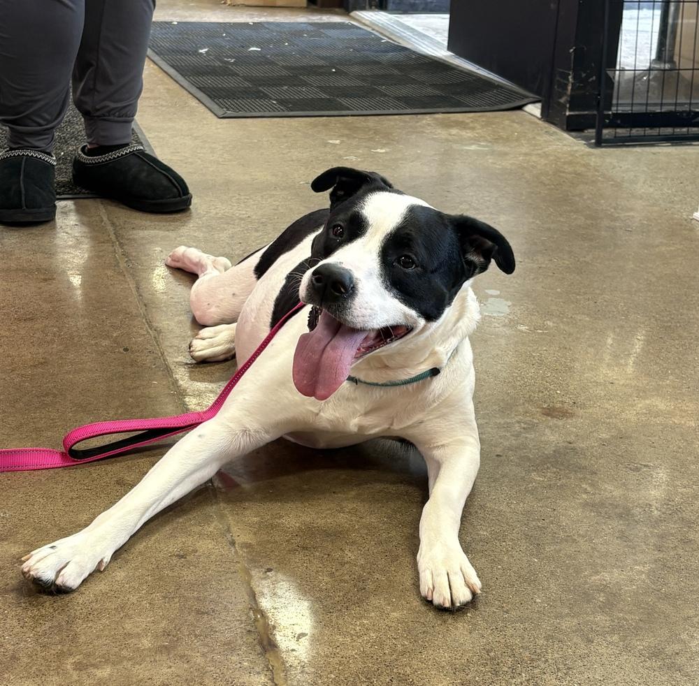 Fierce, Adoptable, Adult Female American Bulldog & Pit Bull Terrier.