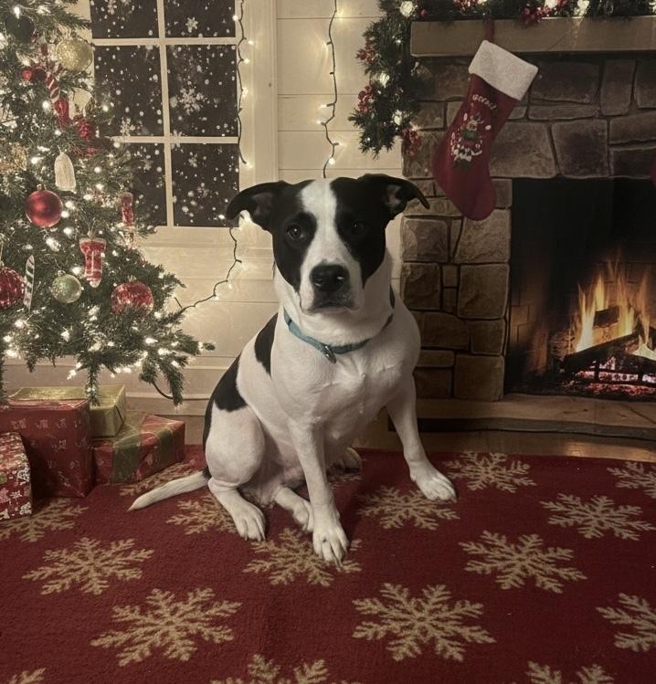 Fierce, Adoptable, Adult Female Pit Bull Terrier & Mixed Breed.