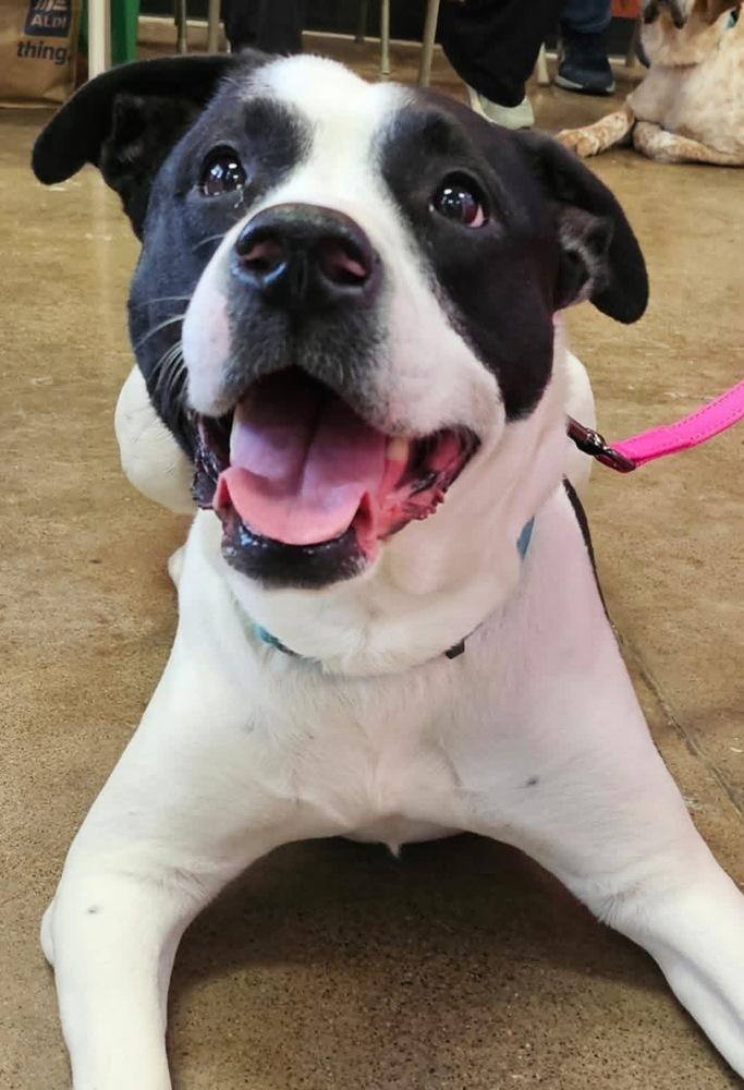 Enlarge Fierce, a Adoptable mixed breed in Irwin, PA image 2/6