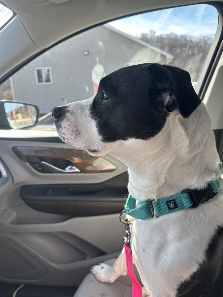 Enlarge Fierce, a Adoptable mixed breed in Irwin, PA image 6/6