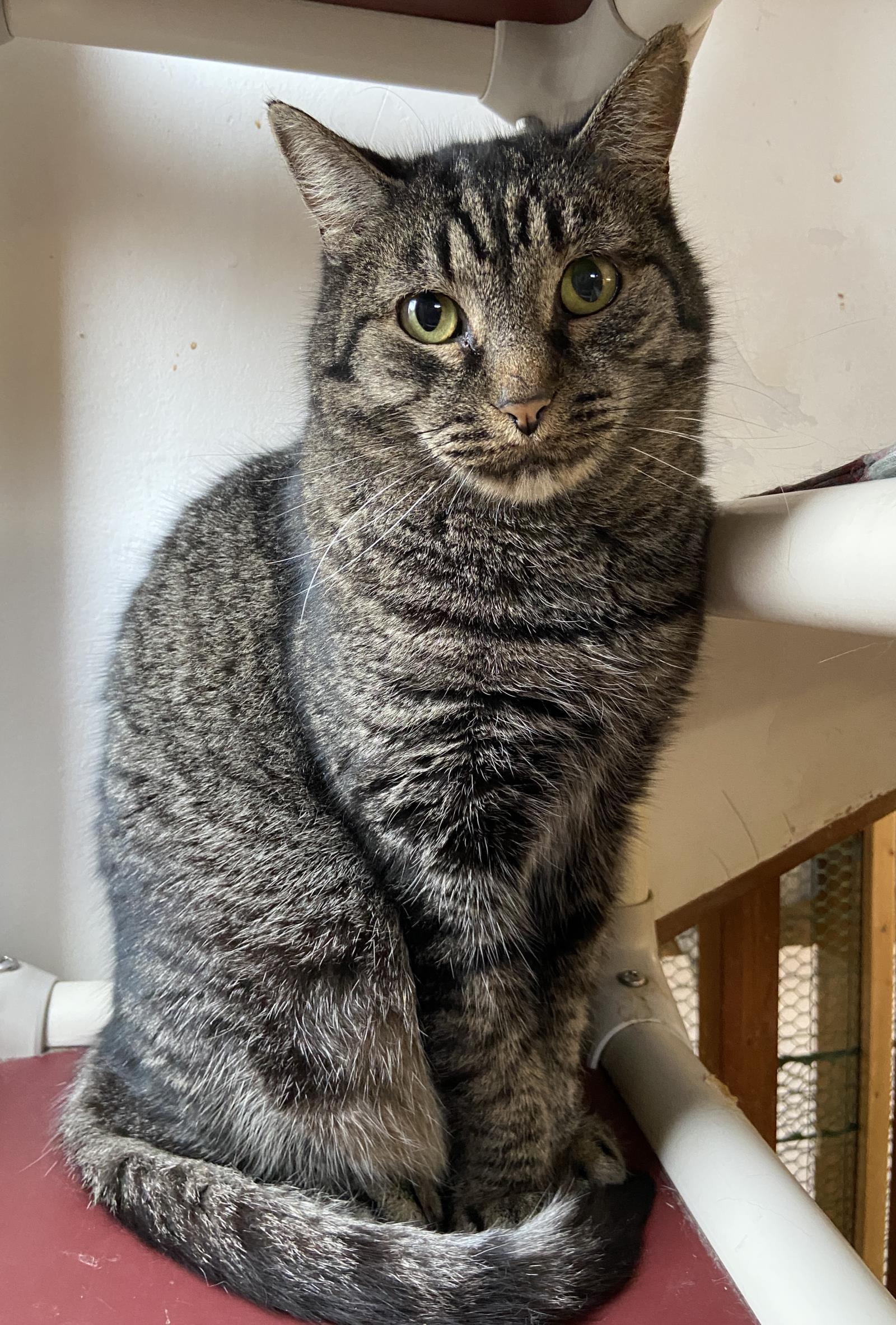 Pico, Adoptable, Senior Male Domestic Short Hair.