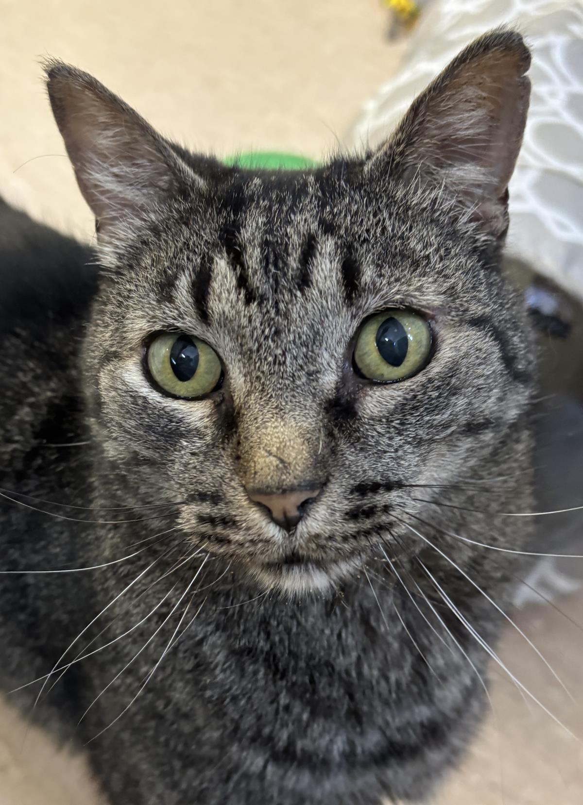 Enlarge Pico, a Adoptable mixed breed in Beacon, NY image 2/2