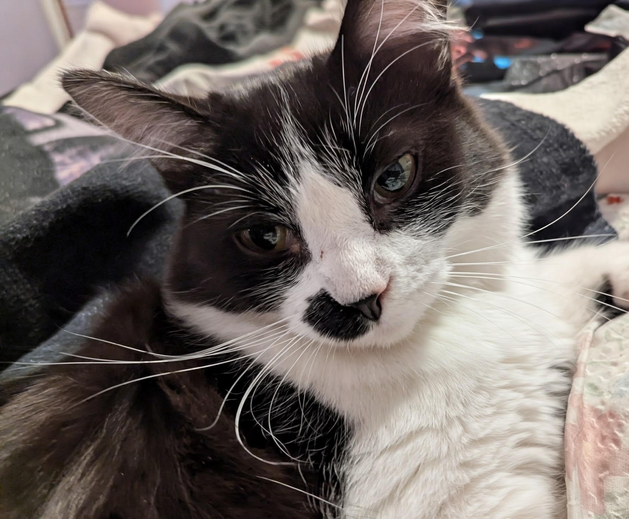 Enlarge Rainer Maria (Rainie), a Adoptable Domestic Long Hair in Olathe, KS image 4/4