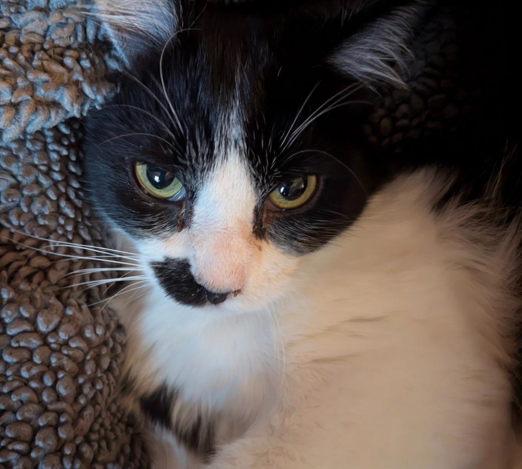 Rainie, Adoptable, Kitten Female Maine Coon.