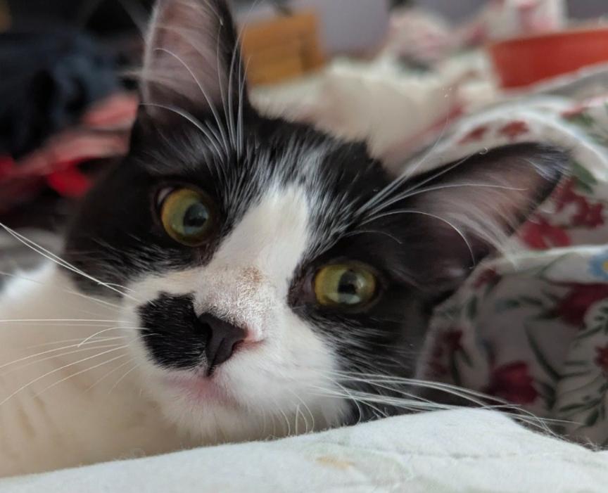 Enlarge Rainer Maria (Rainie), a Adoptable Domestic Long Hair in Olathe, KS image 1/4