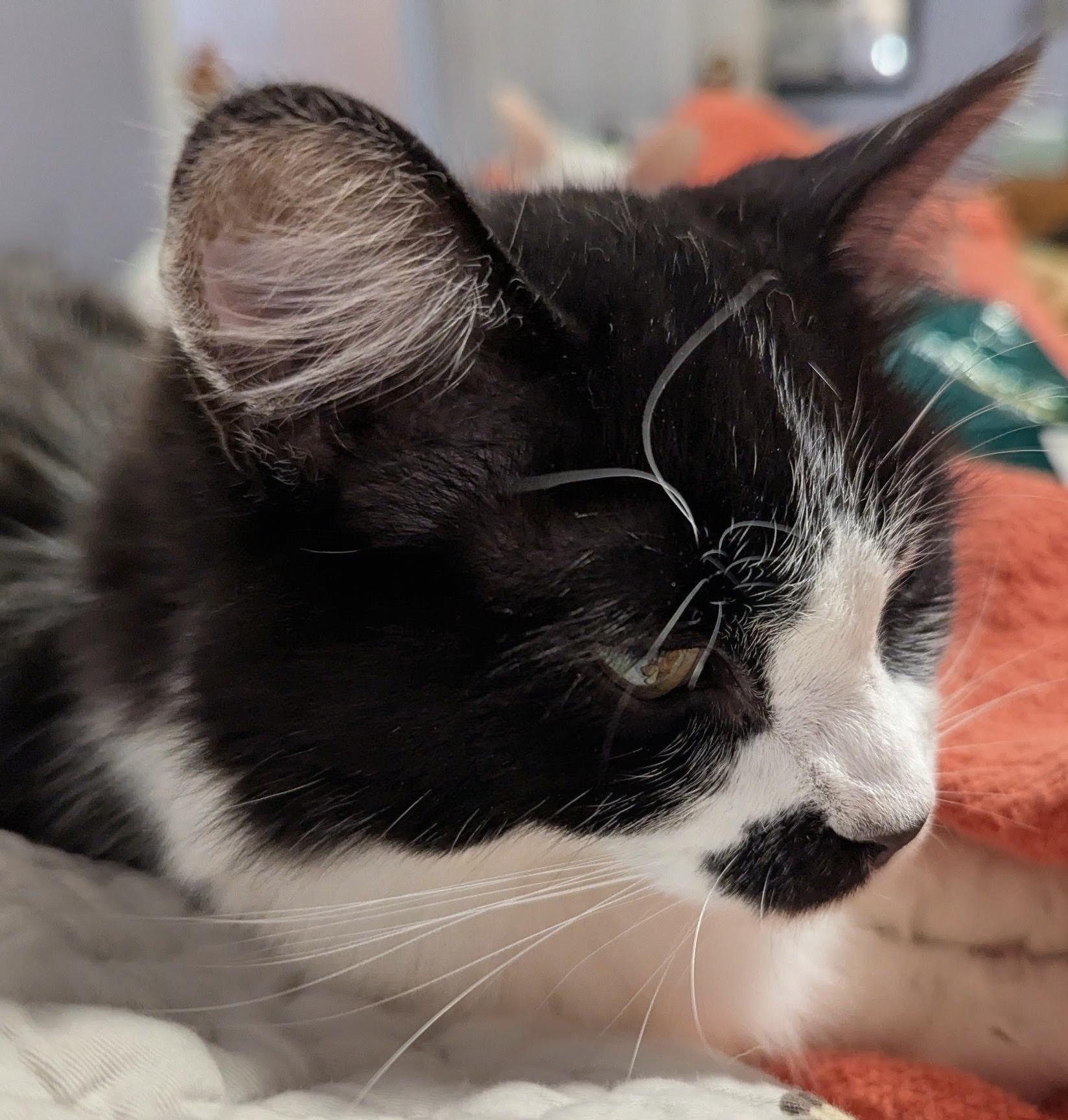 Enlarge Rainer Maria (Rainie), a Adoptable Domestic Long Hair in Olathe, KS image 2/4