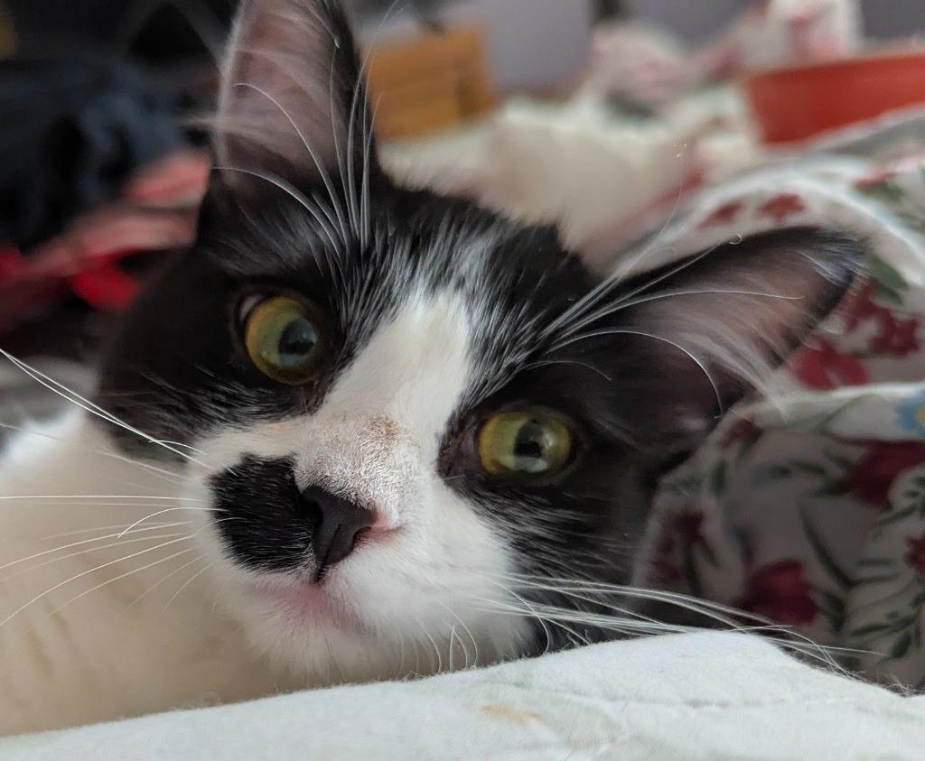 Enlarge Rainie, a Adoptable mixed breed in Olathe, KS image 2/2