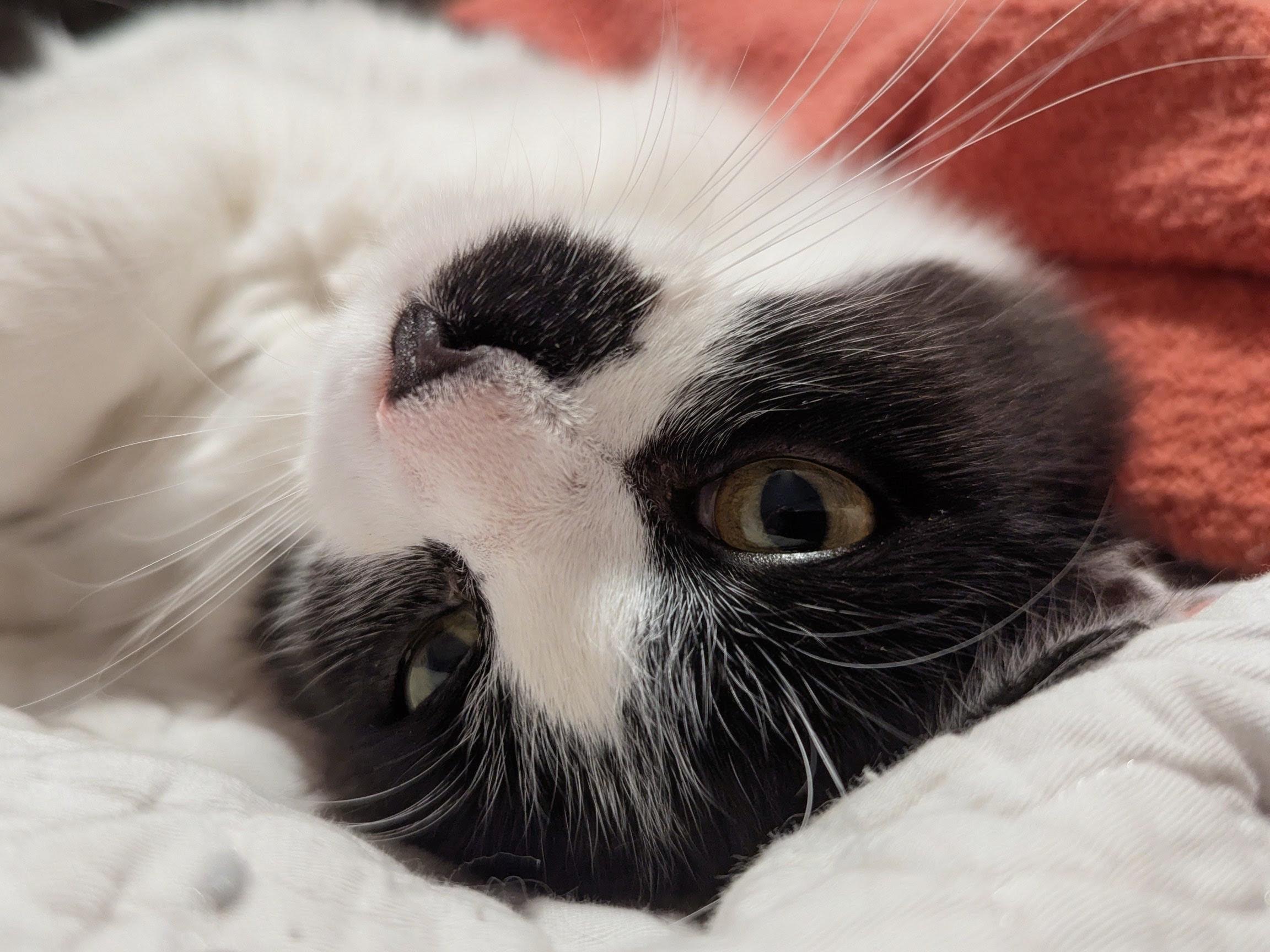 Enlarge Rainer Maria (Rainie), a Adoptable Domestic Long Hair in Olathe, KS image 3/4