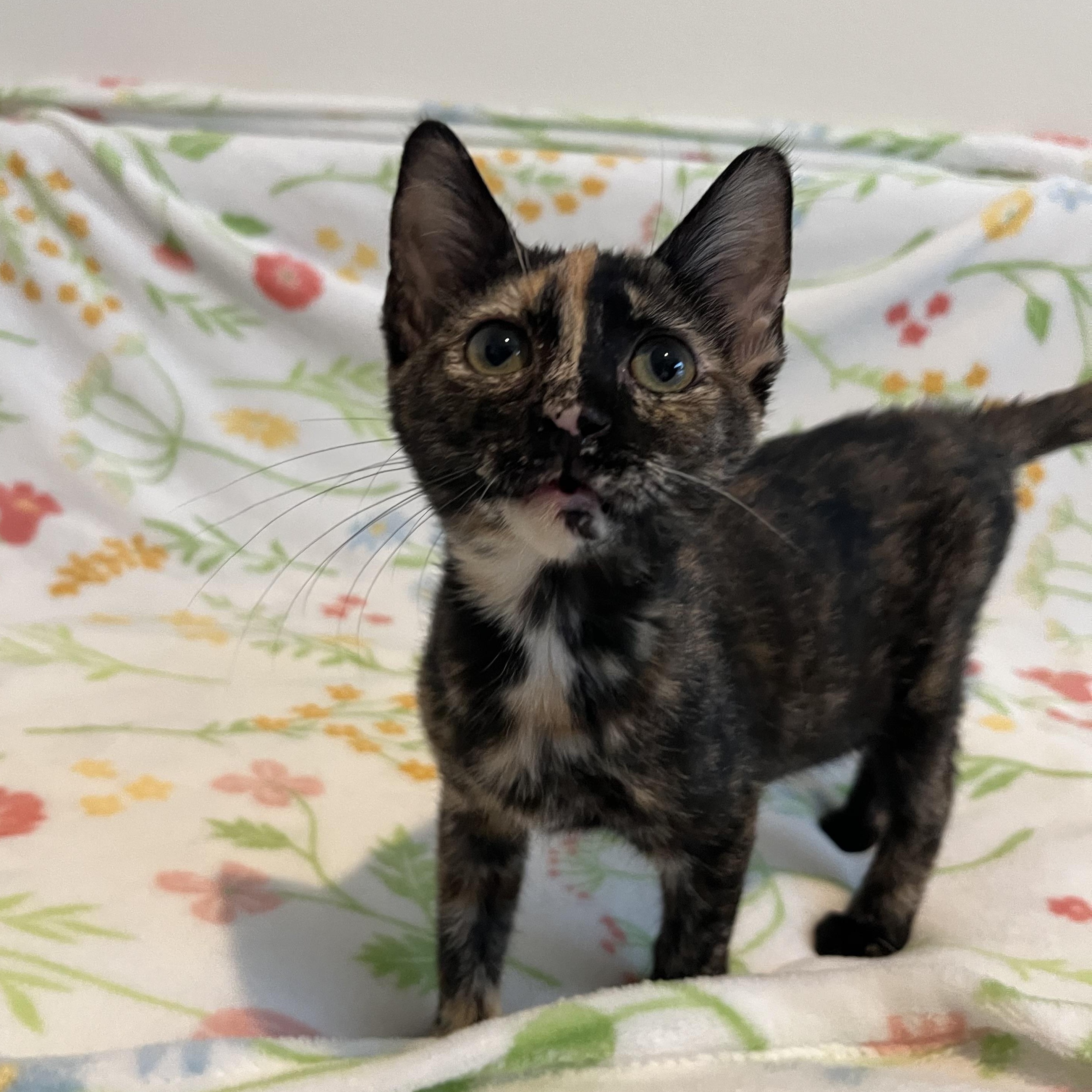 Strudel, an adopted Domestic Short Hair in Plant City, FL image 3/3