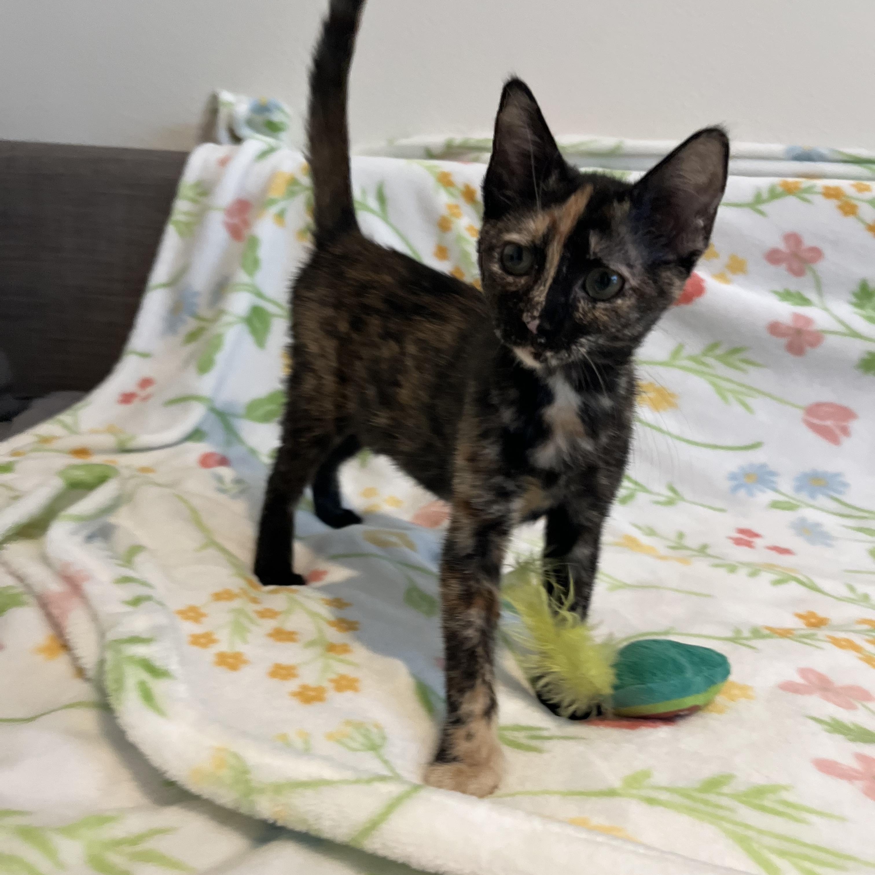 Strudel, adopted, Young Female Domestic Short Hair.