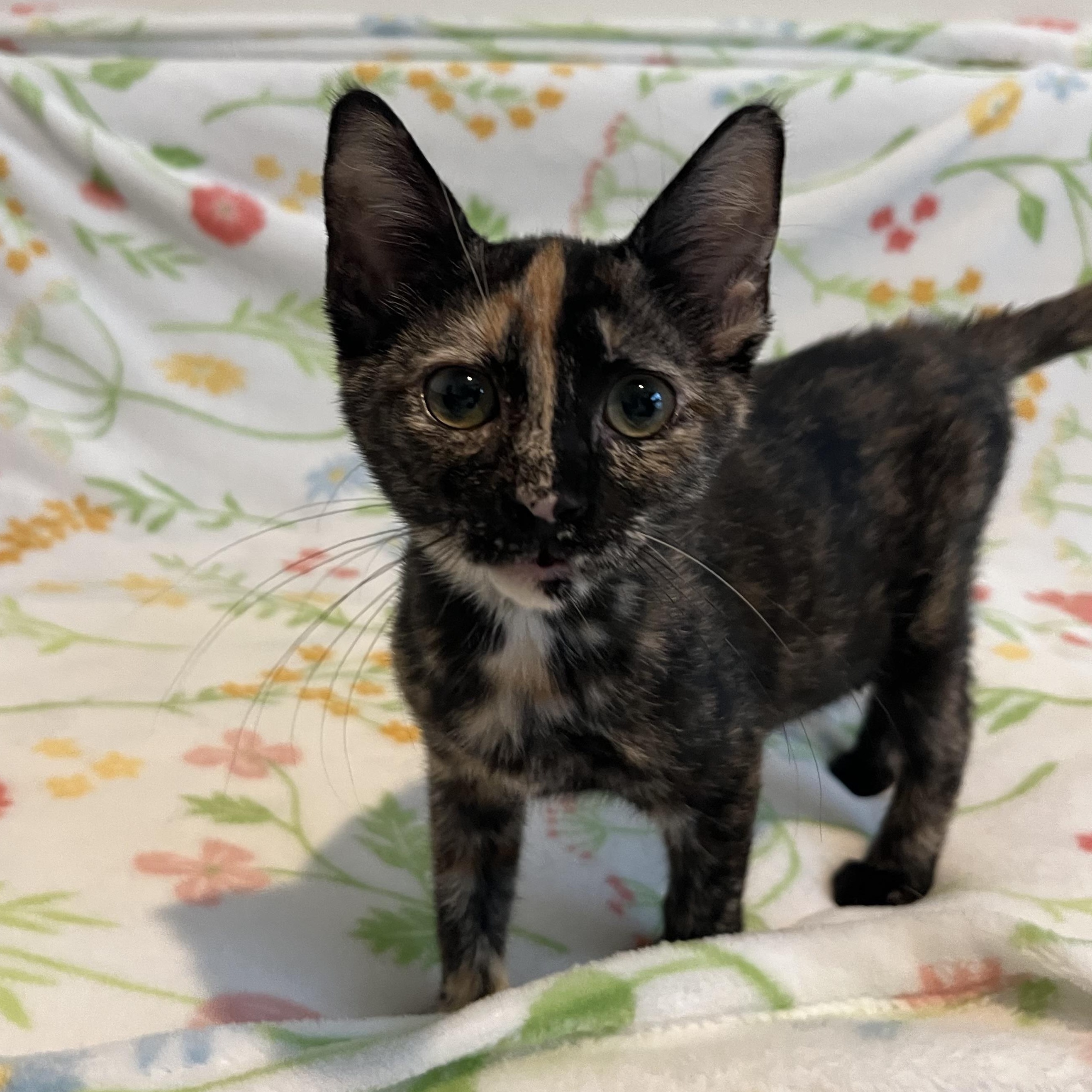 Strudel, an adopted Domestic Short Hair in Plant City, FL image 2/3