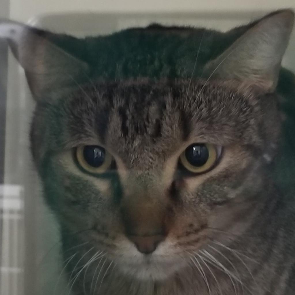 Enlarge Bobby, a Adoptable Domestic Short Hair in Colorado Springs, CO image 1/1