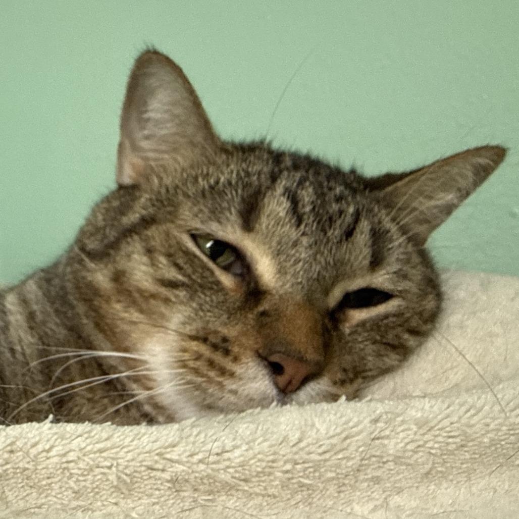 Bobby, Adoptable, Adult Male Domestic Short Hair.