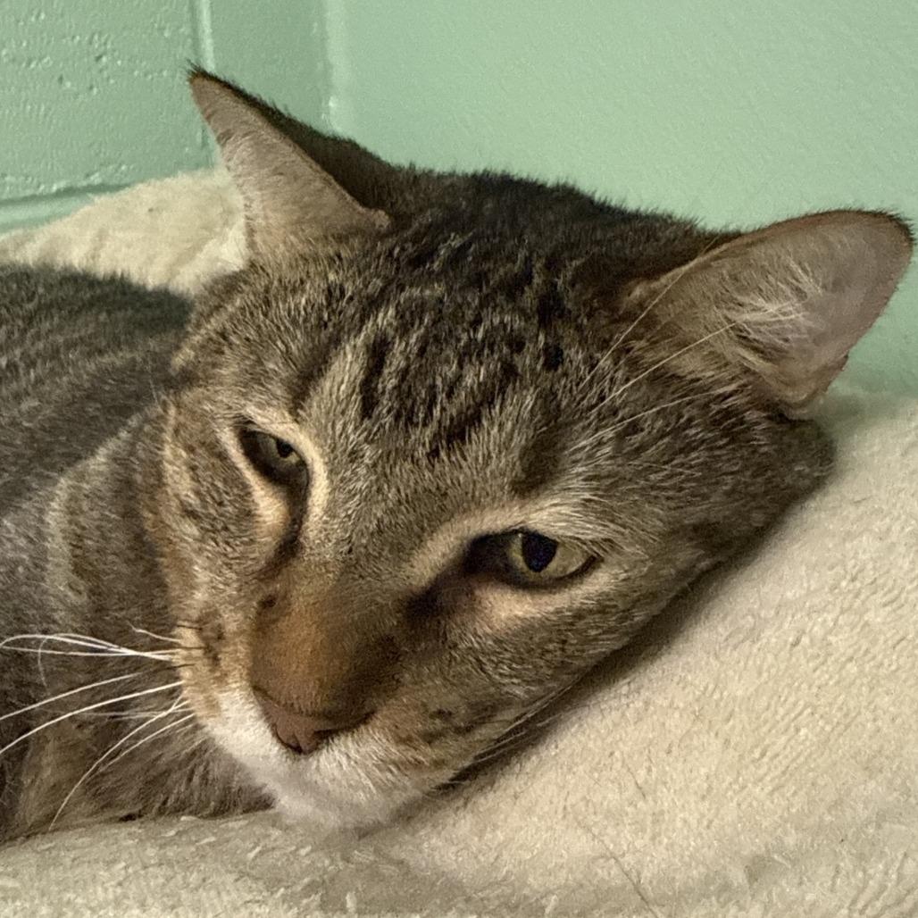 Bobby, a Adoptable Domestic Short Hair in Colorado Springs, CO image 2/3