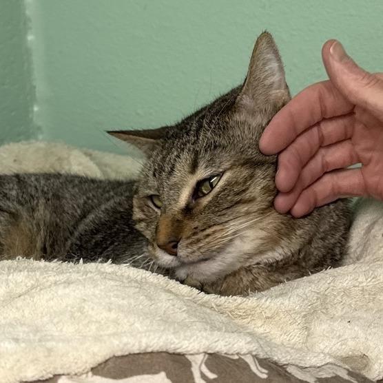 Bobby, a Adoptable Domestic Short Hair in Colorado Springs, CO image 3/3