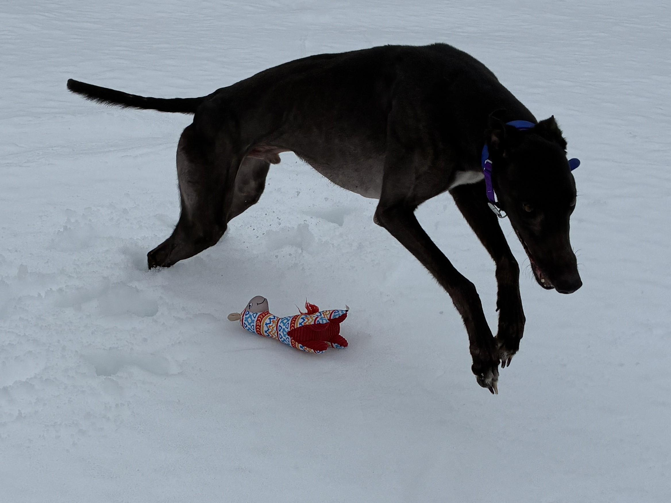 RG Tatortrot "Boris", a ADOPTABLE Greyhound in Chagrin Falls, OH image 2/5