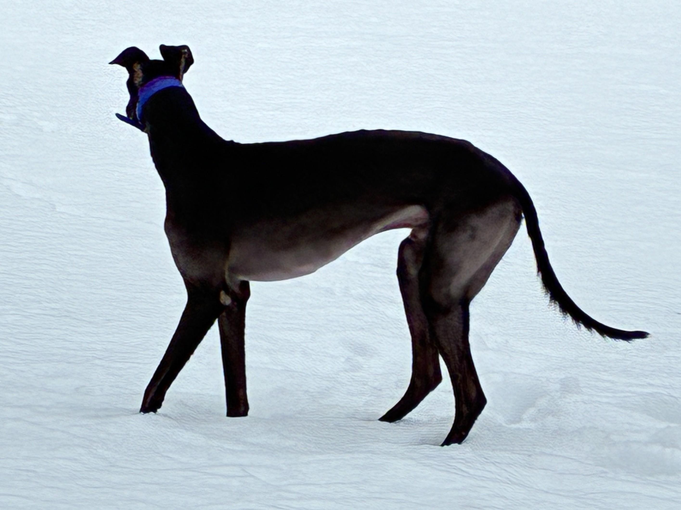 RG Tatortrot "Boris", a ADOPTABLE Greyhound in Chagrin Falls, OH image 3/5