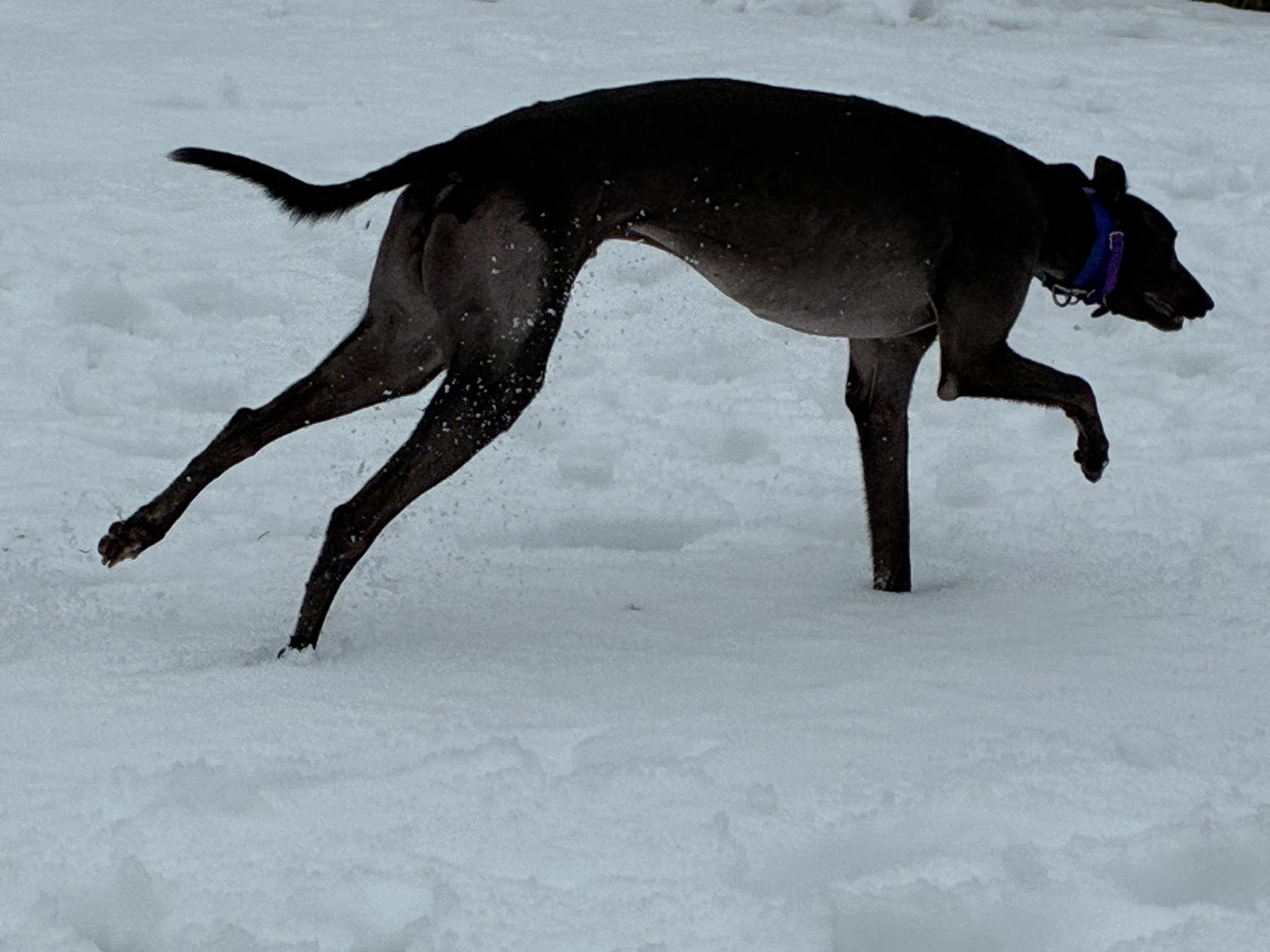 RG Tatortrot "Boris", a ADOPTABLE Greyhound in Chagrin Falls, OH image 4/5