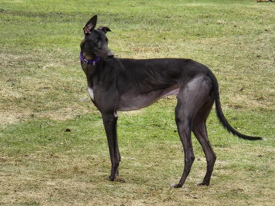 RG Tatortrot "Boris", ADOPTABLE, Adult Male Greyhound.