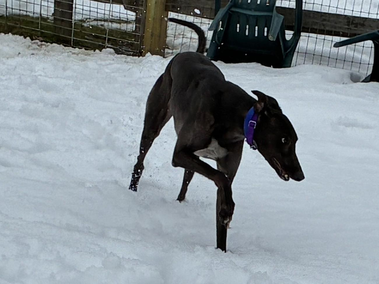 RG Tatortrot "Boris", a ADOPTABLE Greyhound in Chagrin Falls, OH image 5/5
