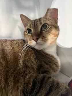 Dora, an adoptable Abyssinian, Egyptian Mau in Liverpool, TX, 77577 | Photo Image 1