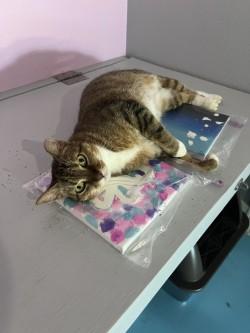 Dora, an adoptable Abyssinian, Egyptian Mau in Liverpool, TX, 77577 | Photo Image 4