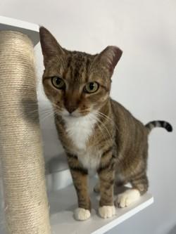 Dora, an adoptable Abyssinian, Egyptian Mau in Liverpool, TX, 77577 | Photo Image 3