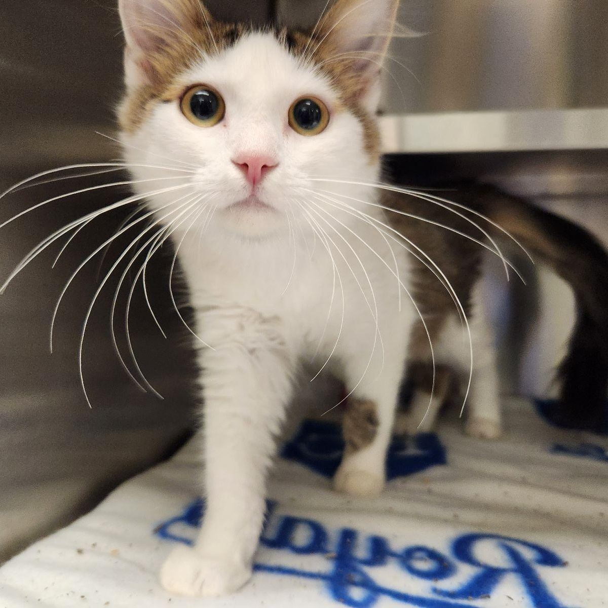 Rockford, Adoptable, Kitten Male Domestic Long Hair & Siamese.