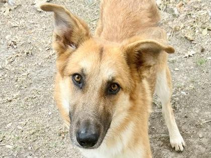 Leon, adopted, Adult Male Mixed Breed.