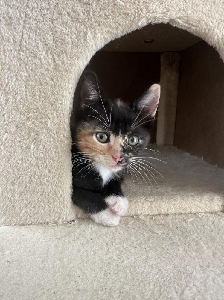 Enlarge Brown Sugar, a Adopted mixed breed in San Diego, CA image 2/4