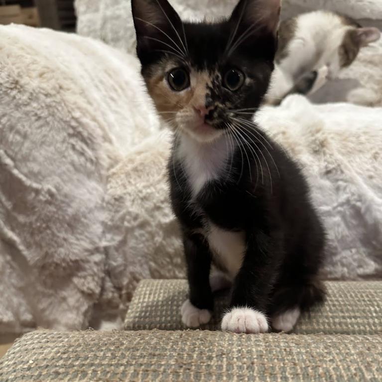 Enlarge Brown Sugar, a Adopted mixed breed in San Diego, CA image 3/4