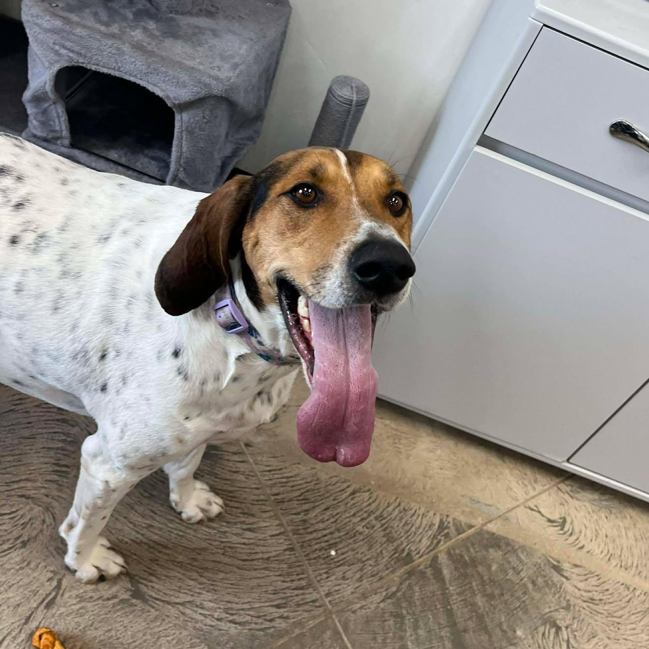 Enlarge Lucy, an adoptable Hound in Roosevelt, UT image 5/6