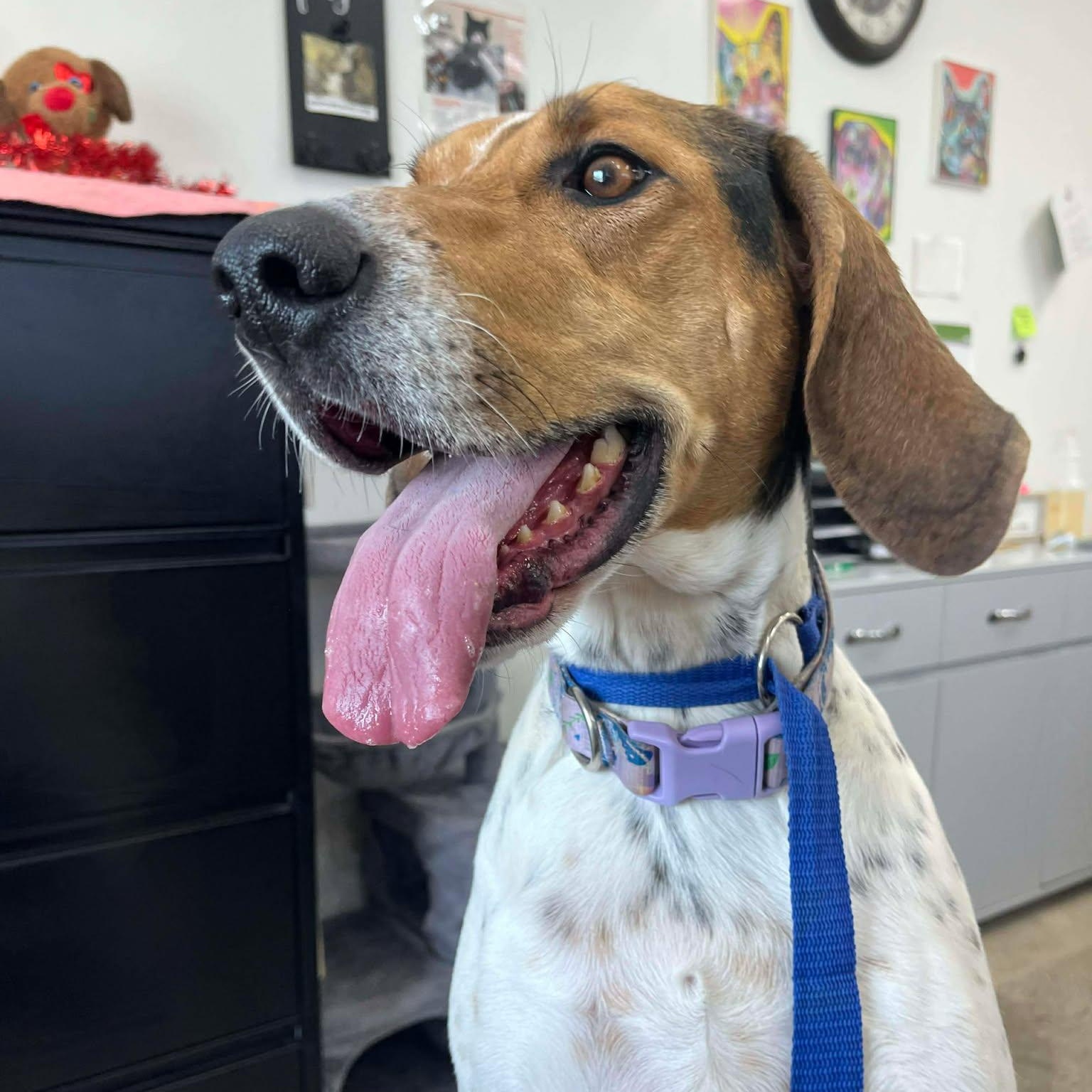 Enlarge Lucy, an adoptable Hound in Roosevelt, UT image 4/6