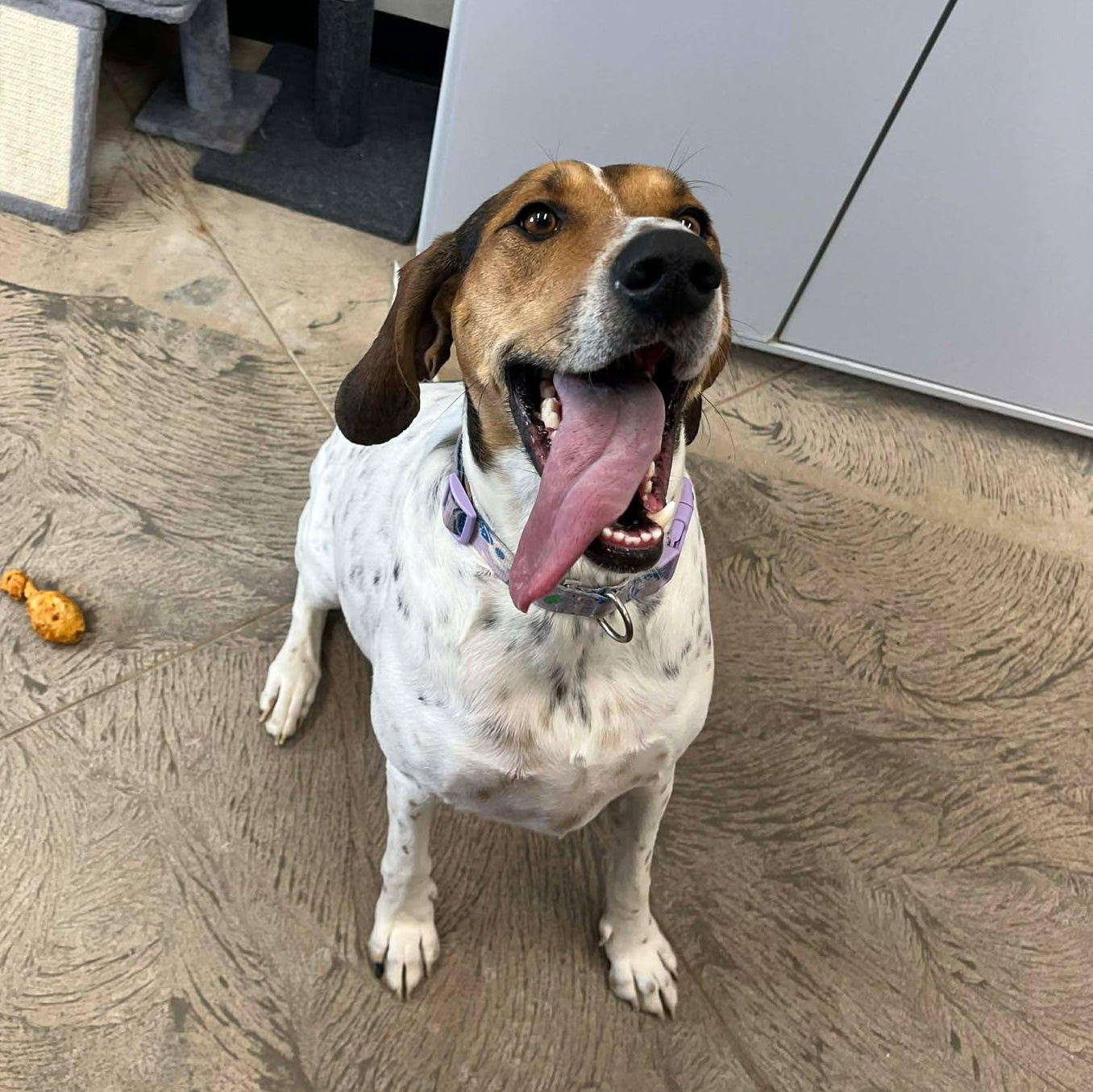 Enlarge Lucy, an adoptable Hound in Roosevelt, UT image 3/6