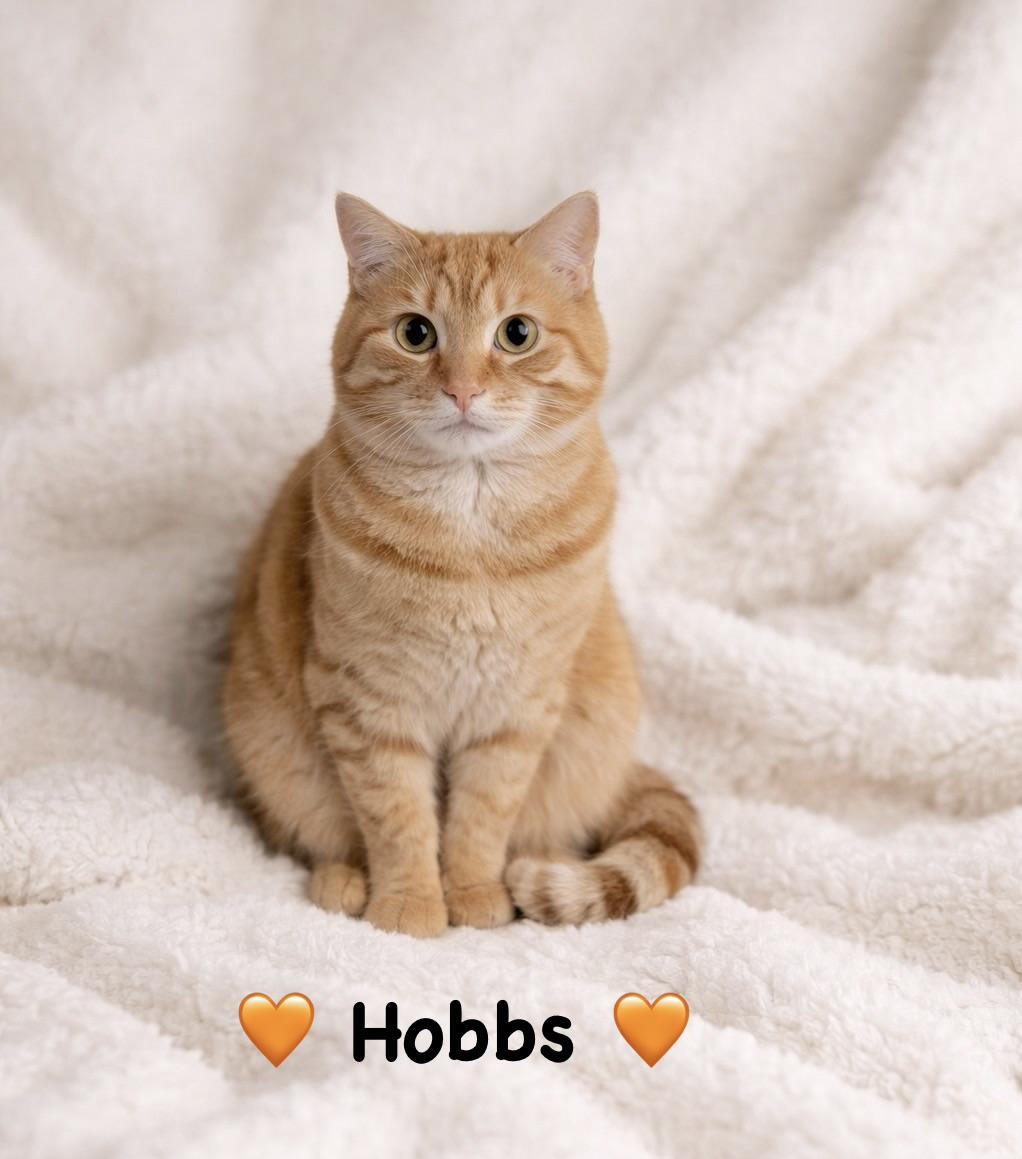 Enlarge Hobbs, a ADOPTABLE Tabby in Copley, OH image 1/2