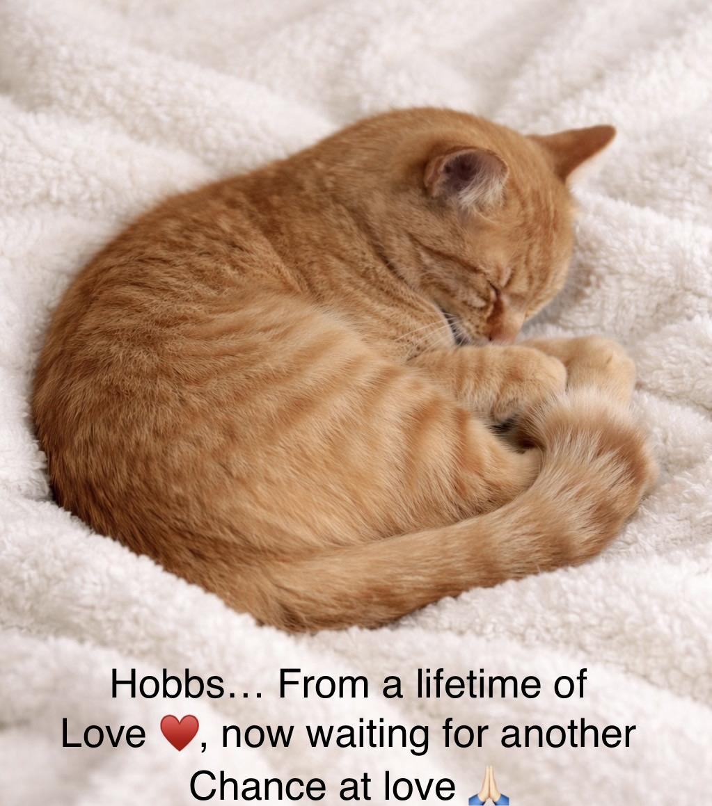 Enlarge Hobbs, a ADOPTABLE Tabby in Copley, OH image 2/2