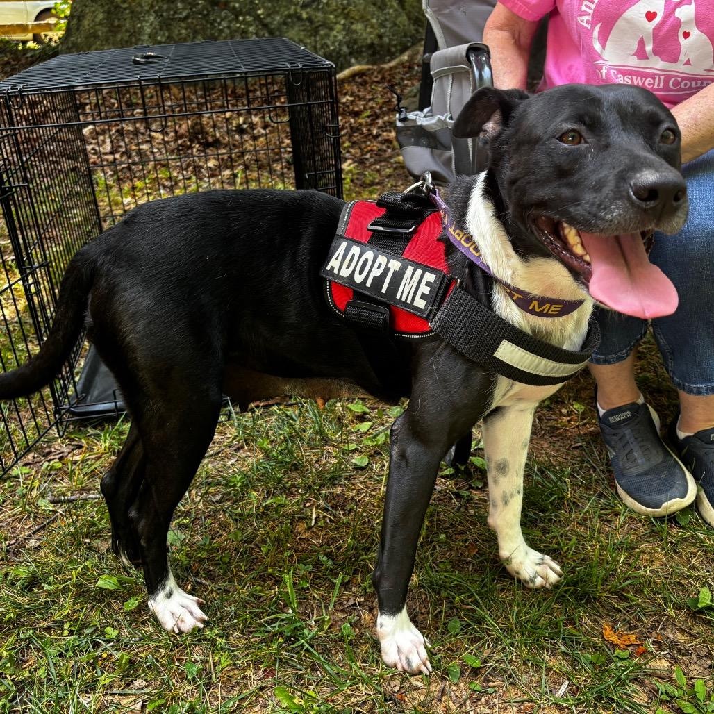 Nonna 26-0363, Adoptable, Young Female Mixed Breed.