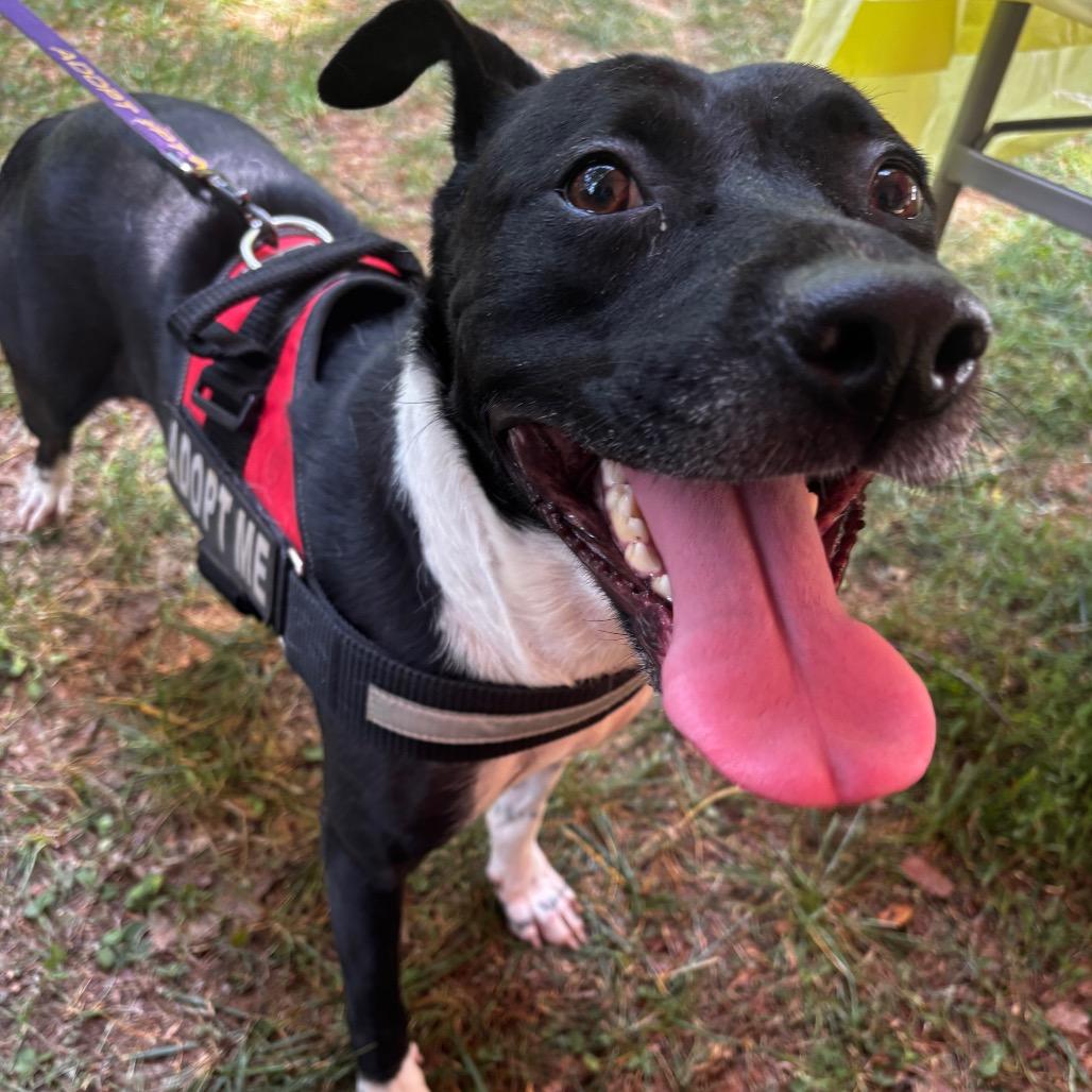 Nonna 26-0363, a Adoptable Mixed Breed in Yanceyville, NC image 2/5