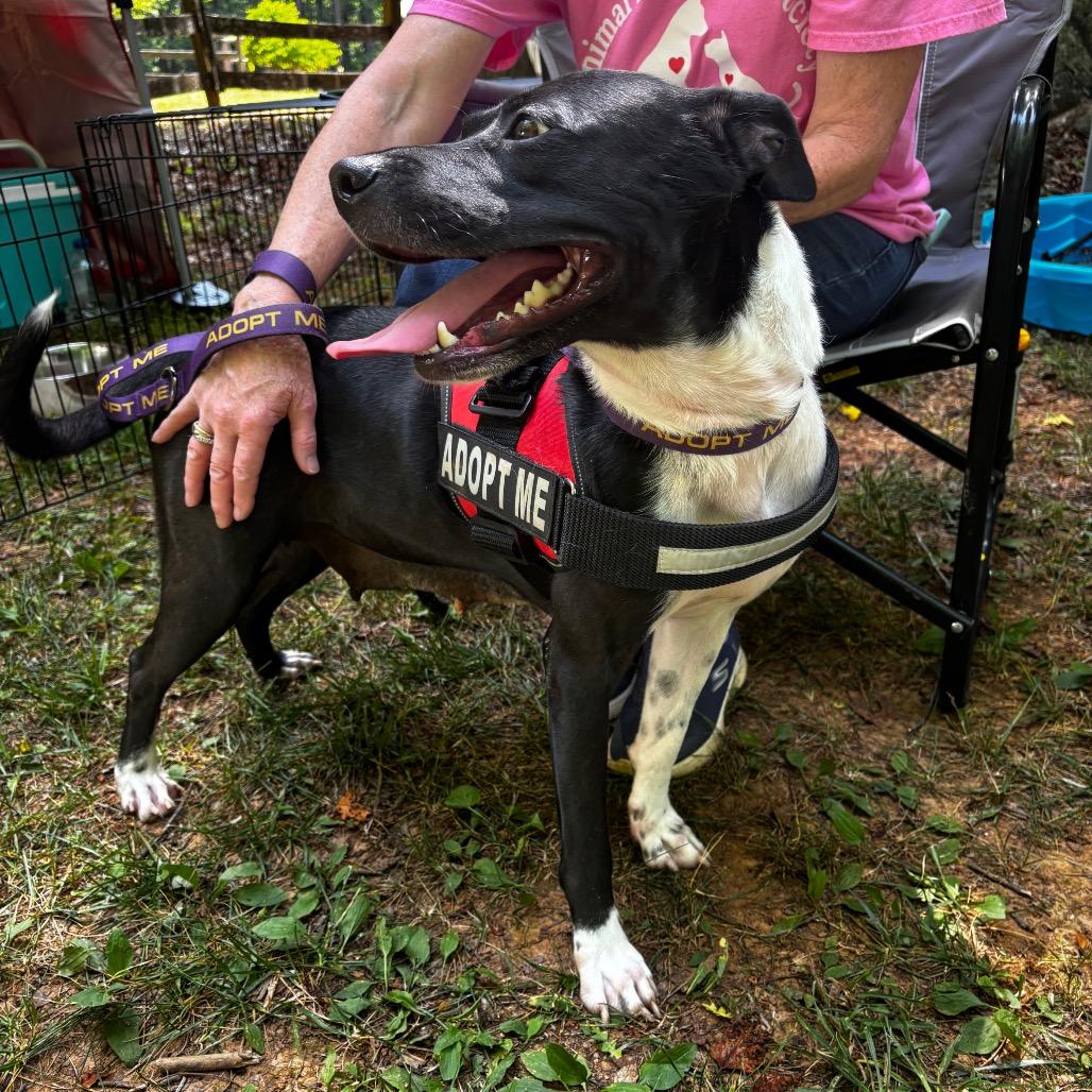 Nonna 26-0363, a Adoptable Mixed Breed in Yanceyville, NC image 3/5