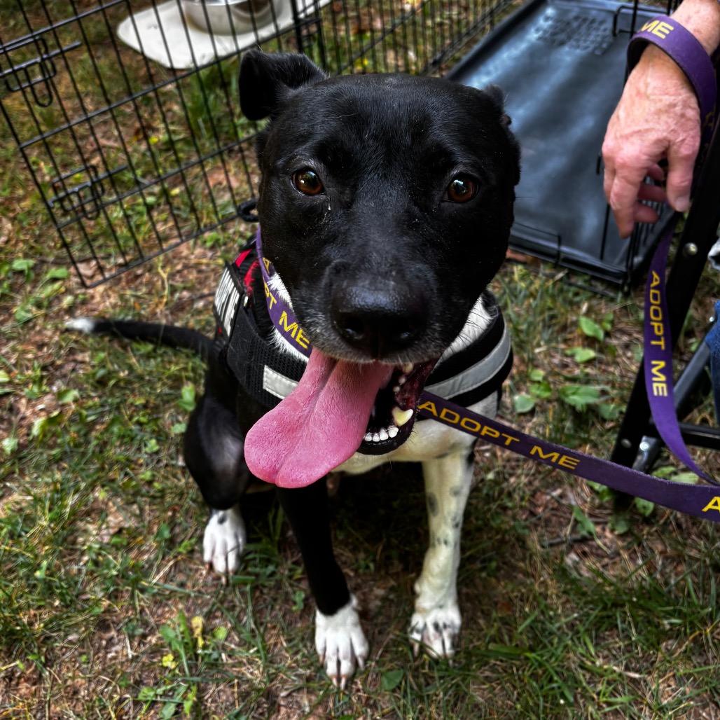 Nonna 26-0363, a Adoptable Mixed Breed in Yanceyville, NC image 4/5