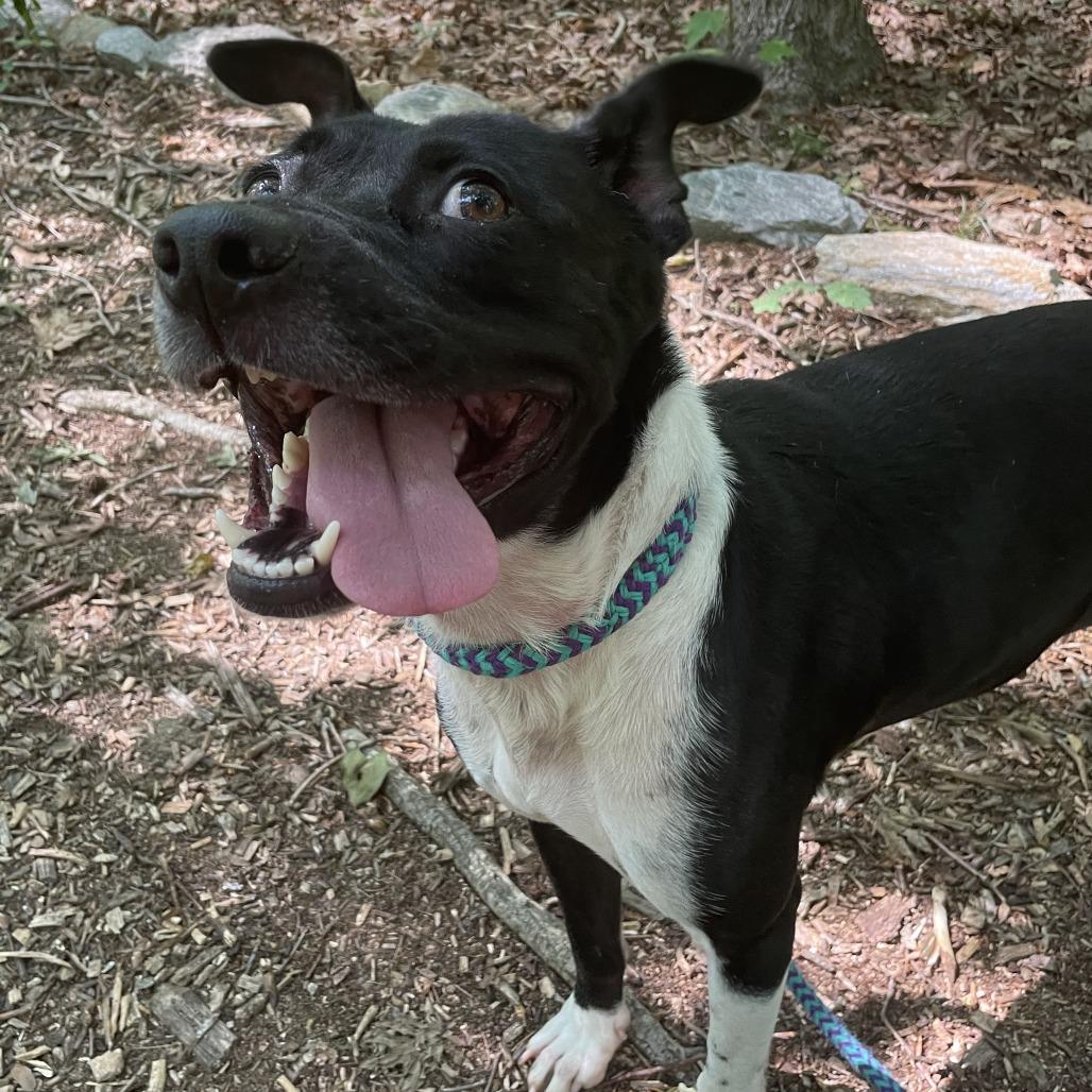 Enlarge Nonna 26-0363, a Adoptable Mixed Breed in Yanceyville, NC image 5/6