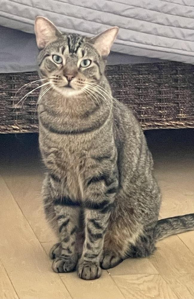 Enlarge Kimalu (bonded pair with Grey), a Adoptable Tabby in Chicago, IL image 1/5