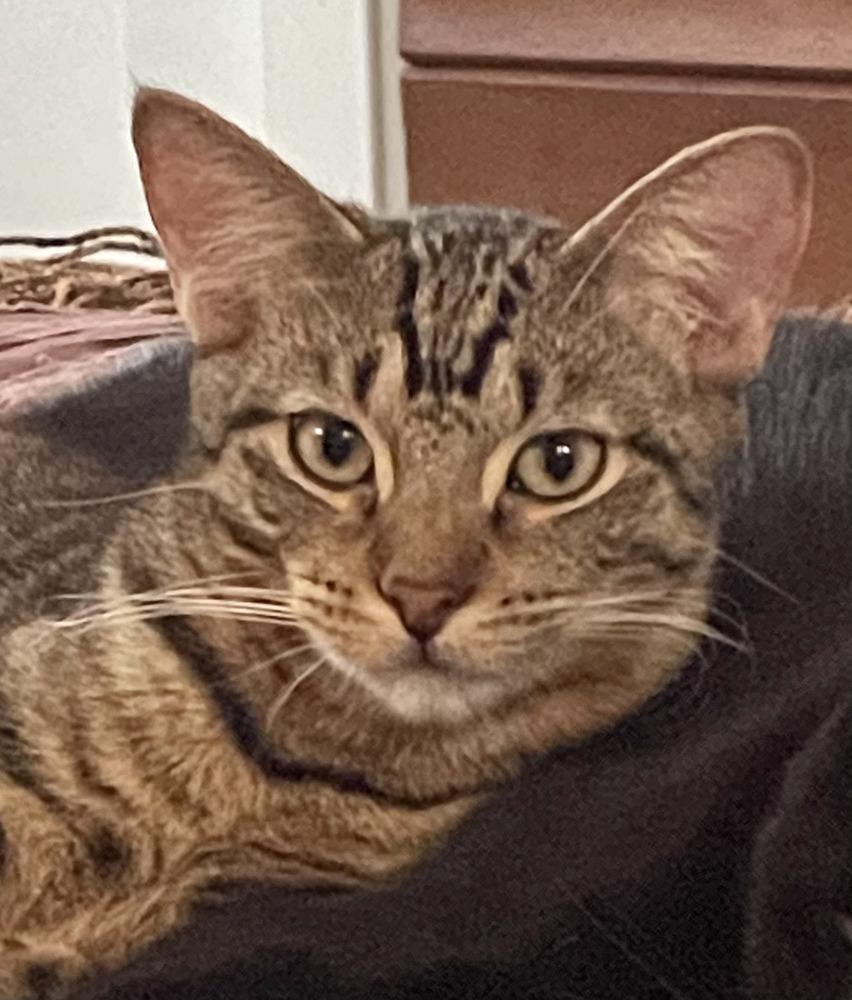 Enlarge Kimalu (bonded pair with Grey), a Adoptable Tabby in Chicago, IL image 2/5