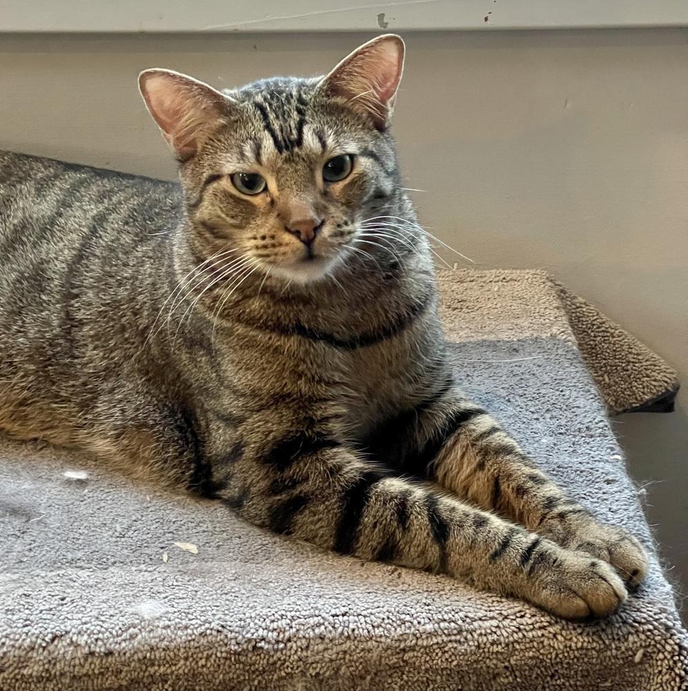 Kimalu (bonded pair with Grey) — thumbnail 3